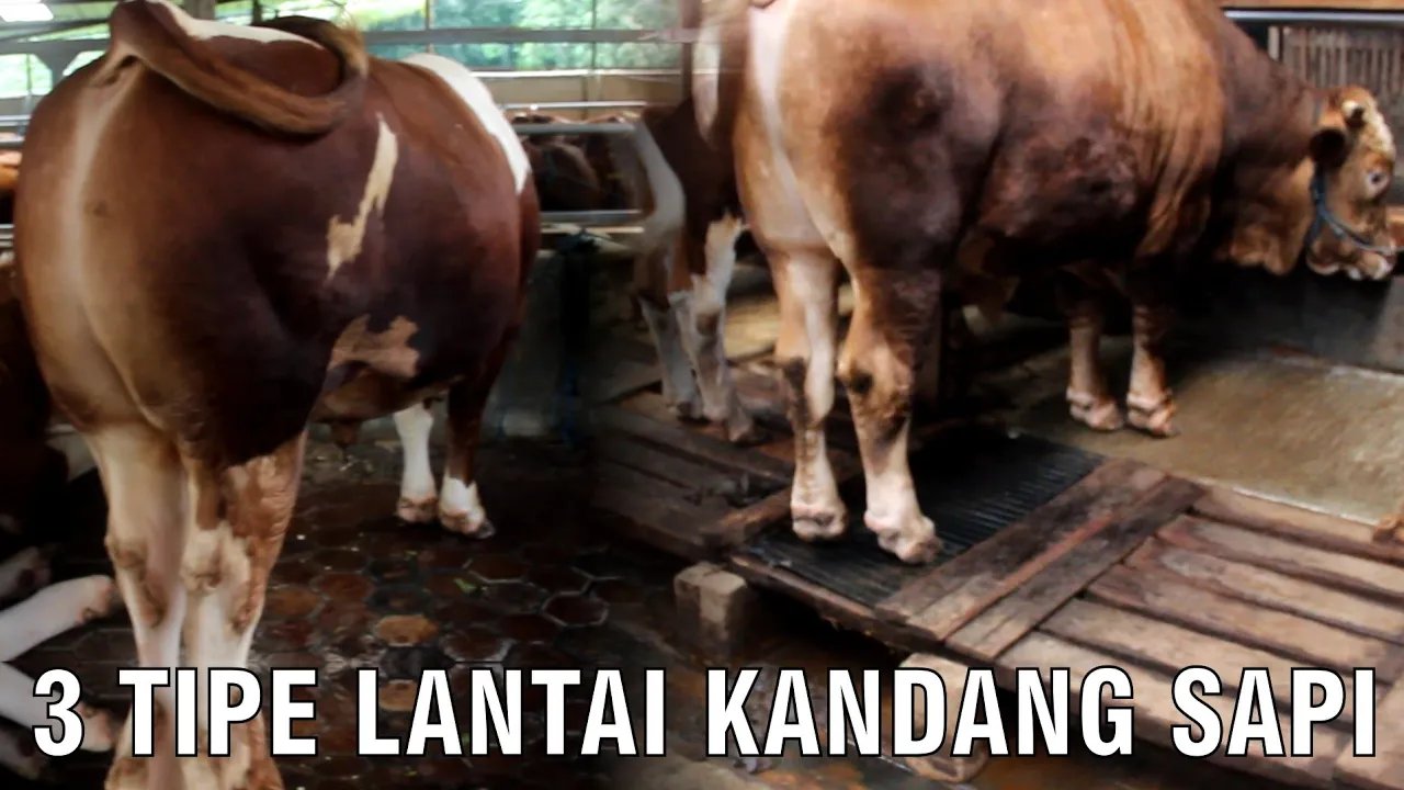 
                                 Macam-Lantai-Kandang-Sapi